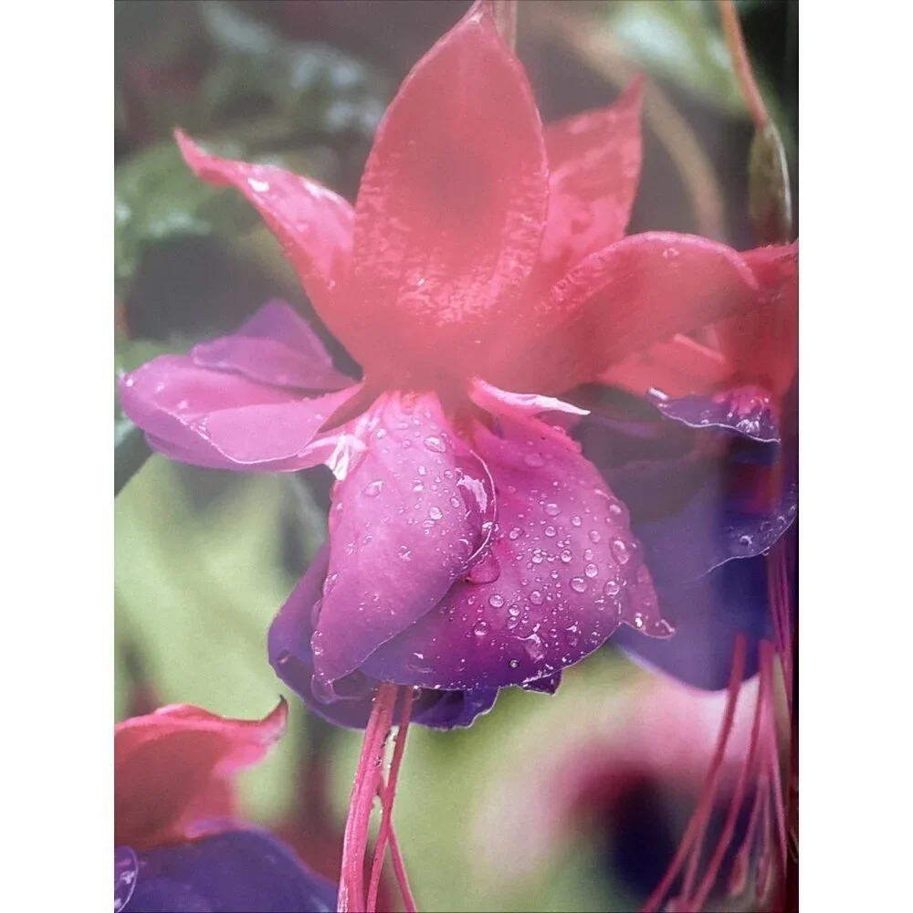 JOHN NICHOLASS - THE ILLUSTRATED GARDENER'S GUIDE TO GROWING FUCHSIAS
